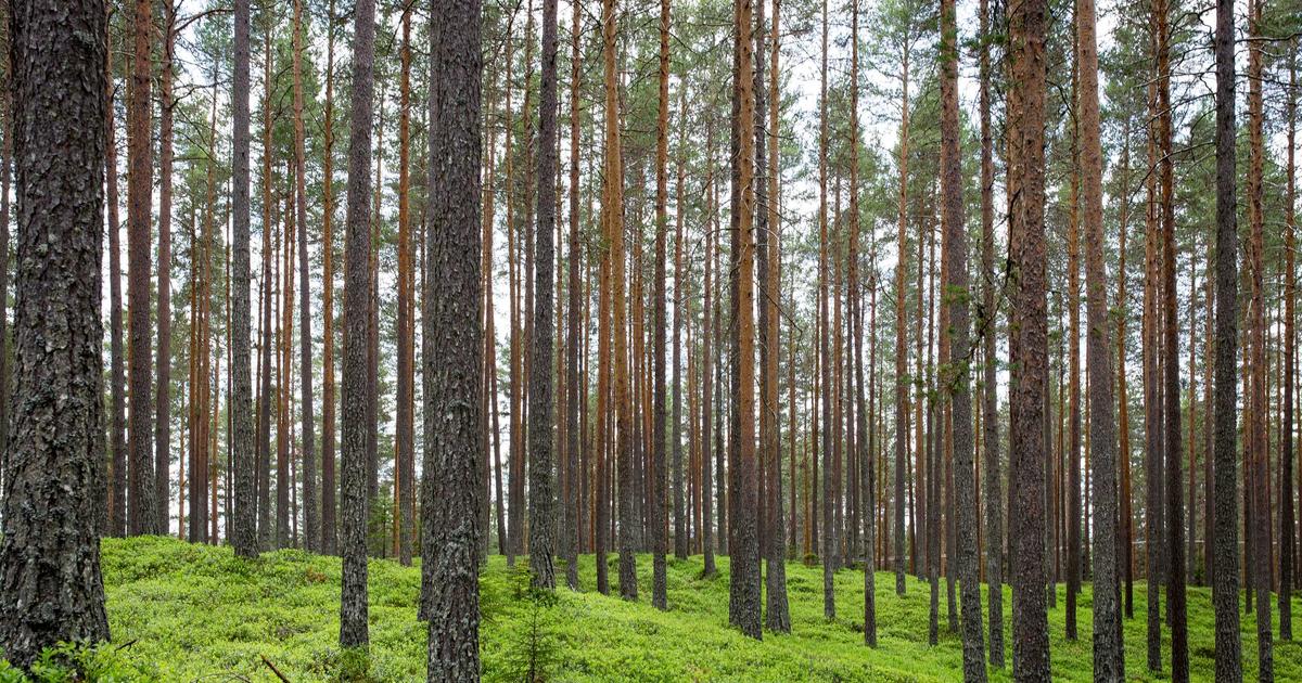 写代码更快的秘诀:把AI当”结对程序员”,不是复制器
