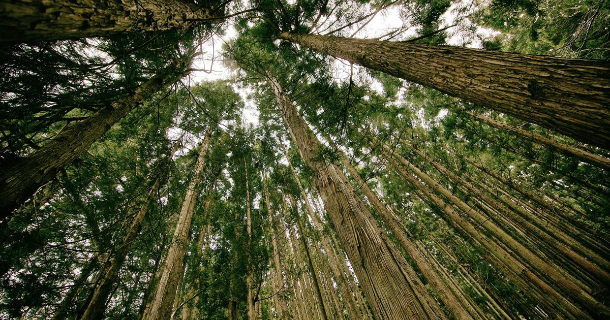 AI智能排班系统：让客服人力刚好匹配话务高峰